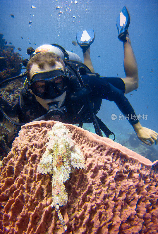 在泰国Koh Haa，与魔鬼蝎子鱼(Scorpaenopsis diabolus)在桶状海绵珊瑚(Xestospongia testudinaria)的自然环境中快乐。